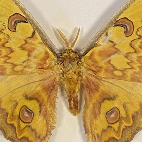 Framed Actias Groenendaeli Acutapex Moth image-2