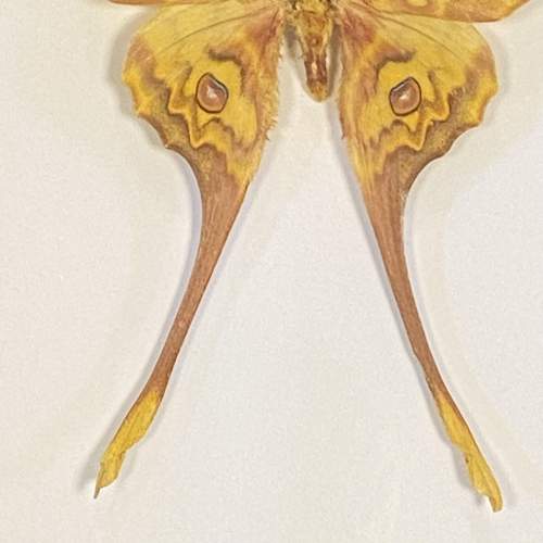 Framed Actias Groenendaeli Acutapex Moth image-4