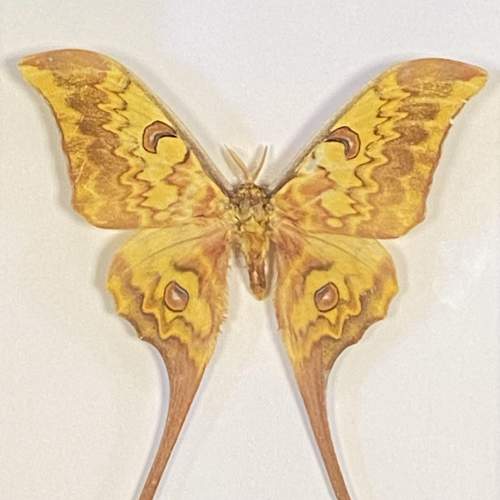 Framed Actias Groenendaeli Acutapex Moth image-3