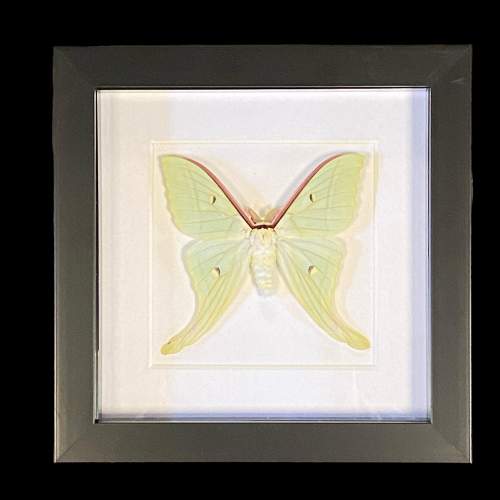 Framed Chinese Moon Moth image-1