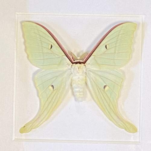 Framed Chinese Moon Moth image-2
