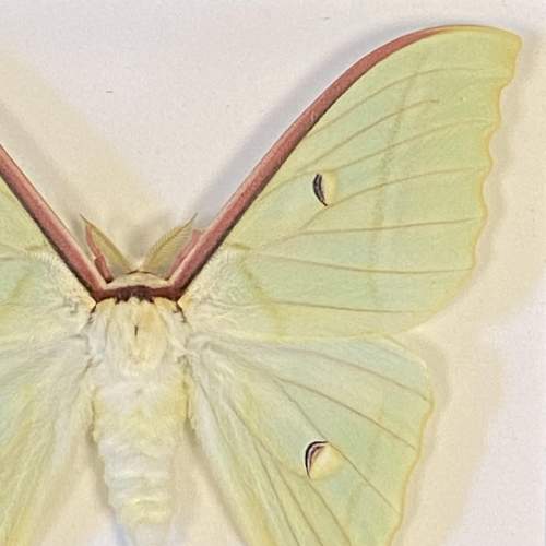 Framed Chinese Moon Moth image-3