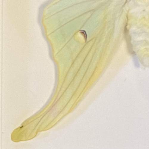 Framed Chinese Moon Moth image-4