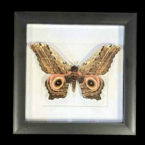 Framed Athletes Albicaus Moth image-1