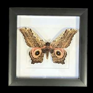 Framed Athletes Albicaus Moth