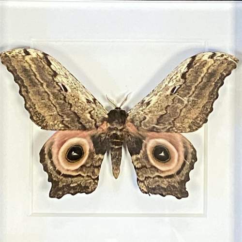 Framed Athletes Albicaus Moth image-2