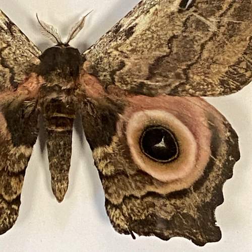 Framed Athletes Albicaus Moth image-3