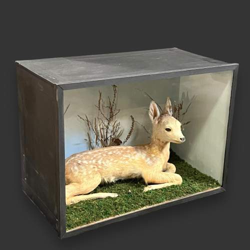 Cased Early 20th Century Taxidermy Fawn image-1