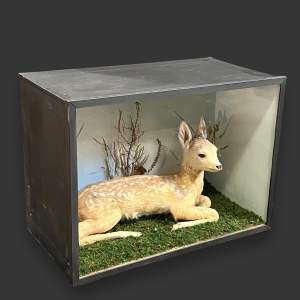 Cased Early 20th Century Taxidermy Fawn