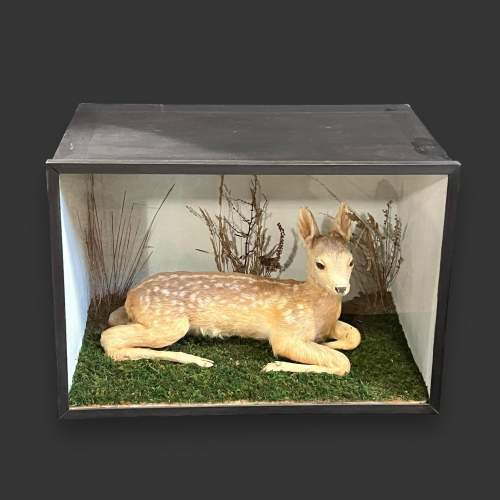 Cased Early 20th Century Taxidermy Fawn image-2
