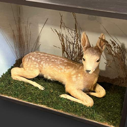 Cased Early 20th Century Taxidermy Fawn image-3