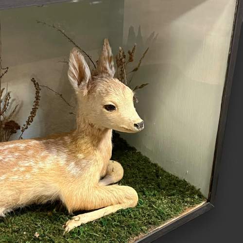 Cased Early 20th Century Taxidermy Fawn image-4
