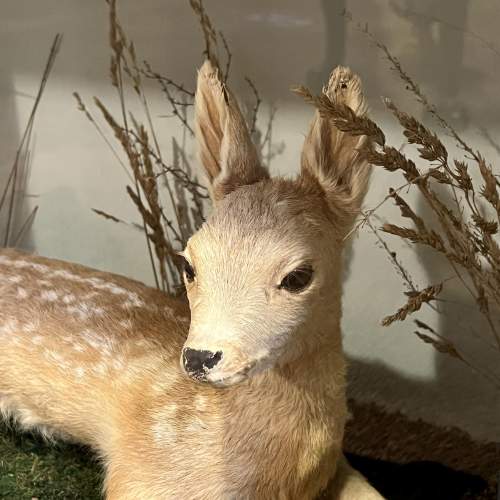 Cased Early 20th Century Taxidermy Fawn image-5