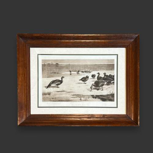 Antique Archibald Thorburn Unapproachable Geese Engraving image-1