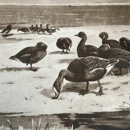 Antique Archibald Thorburn Unapproachable Geese Engraving image-2
