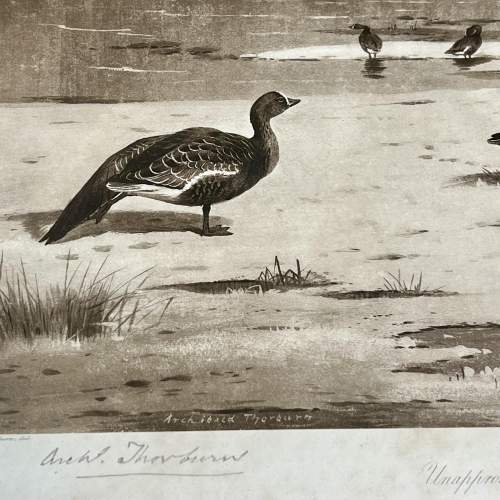 Antique Archibald Thorburn Unapproachable Geese Engraving image-3