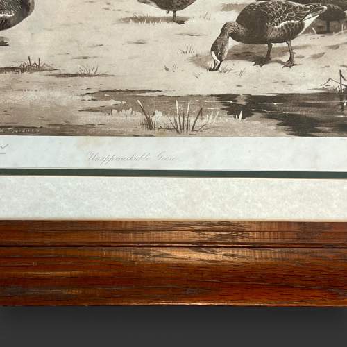 Antique Archibald Thorburn Unapproachable Geese Engraving image-5