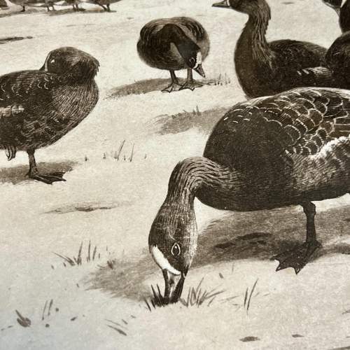 Antique Archibald Thorburn Unapproachable Geese Engraving image-4