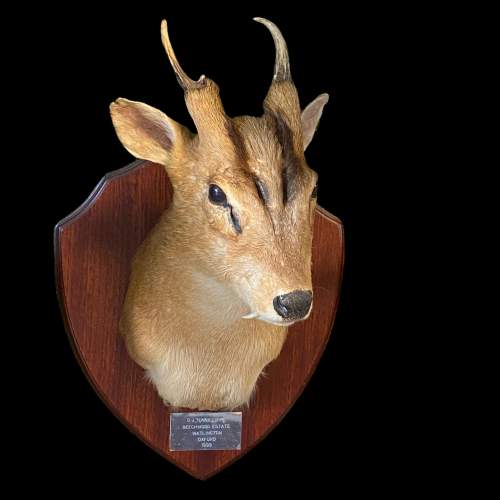 Taxidermy Muntjac Deer Head and Shoulders image-1
