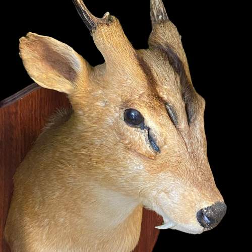 Taxidermy Muntjac Deer Head and Shoulders image-2