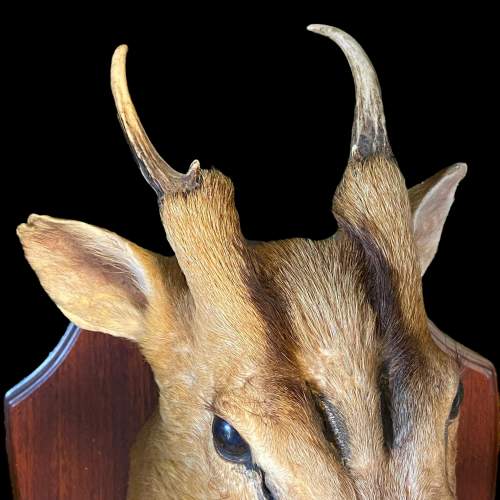 Taxidermy Muntjac Deer Head and Shoulders image-3