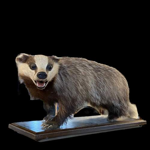 Taxidermy Badger image-1