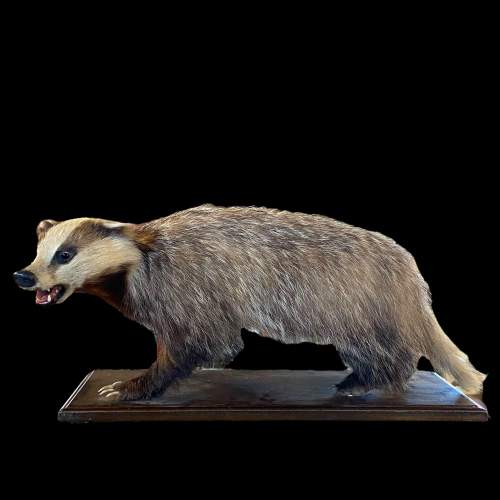 Taxidermy Badger image-2
