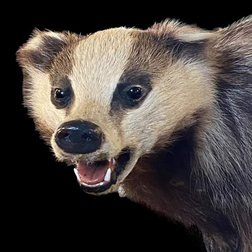 Taxidermy Badger image-3