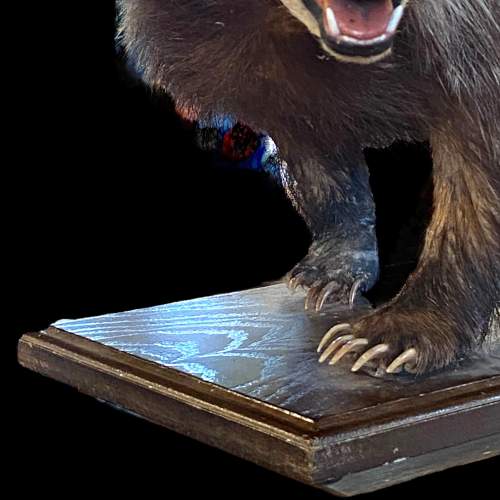 Taxidermy Badger image-4