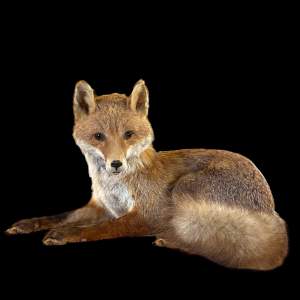 Taxidermy Recumbent Fox