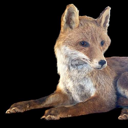 Taxidermy Recumbent Fox image-2