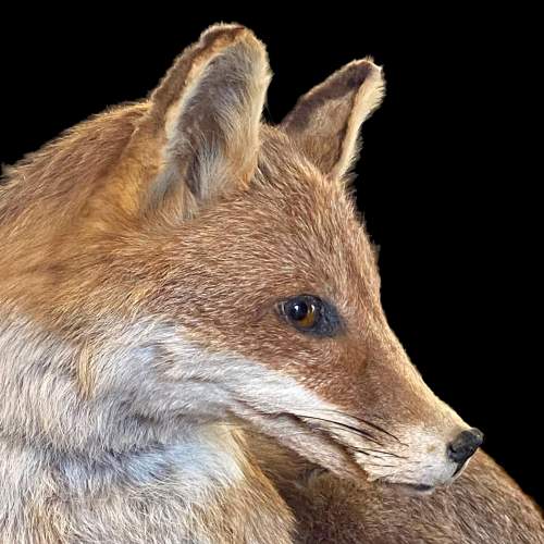 Taxidermy Recumbent Fox image-3