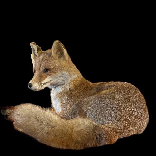 Taxidermy Recumbent Fox image-4