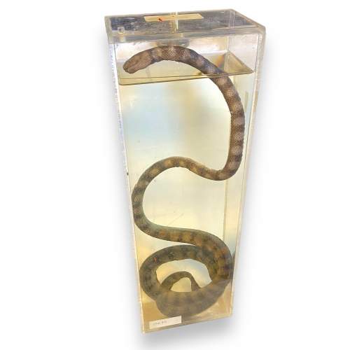 Wet Specimen Preserved Sea Snake image-1