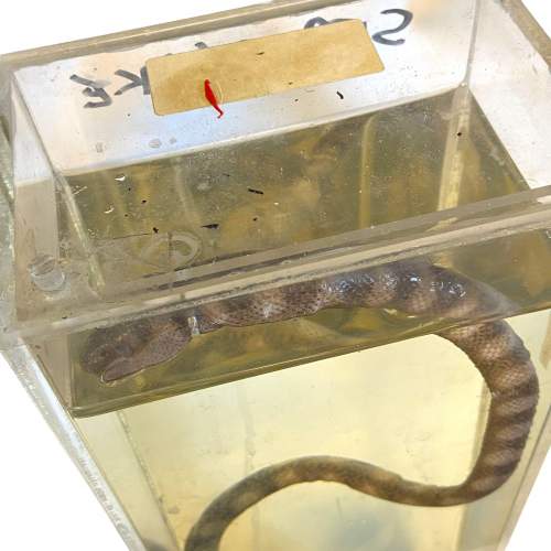 Wet Specimen Preserved Sea Snake image-2