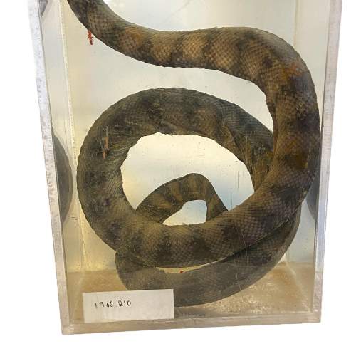 Wet Specimen Preserved Sea Snake image-4
