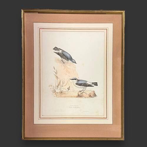 Original Hand Coloured Print of a Pair of Wheatear image-1