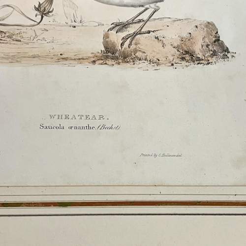 Original Hand Coloured Print of a Pair of Wheatear image-5