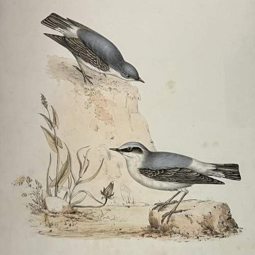 Original Hand Coloured Print of a Pair of Wheatear image-2