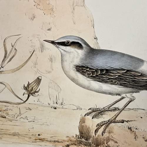 Original Hand Coloured Print of a Pair of Wheatear image-3