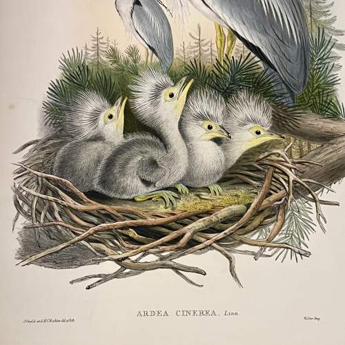 Original Hand Coloured Print of Birds by John Gould image-3