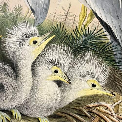 Original Hand Coloured Print of Birds by John Gould image-4