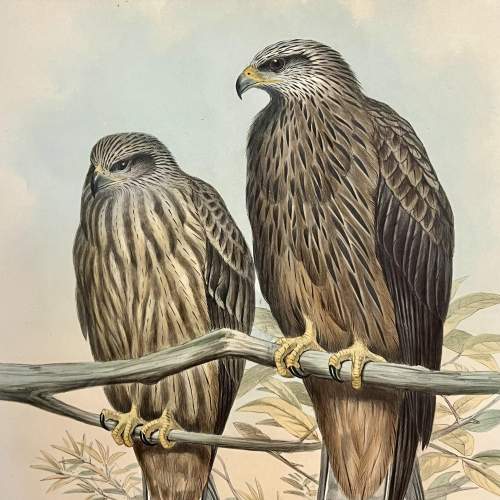 Original Hand Coloured Print from The Birds of Asia by John Gould image-2