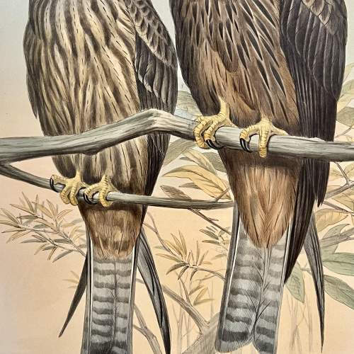 Original Hand Coloured Print from The Birds of Asia by John Gould image-4
