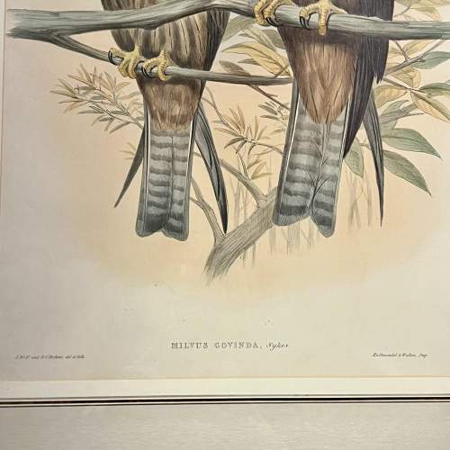 Original Hand Coloured Print from The Birds of Asia by John Gould image-5