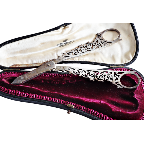 Cased Victorian Silver Grape Scissors image-4