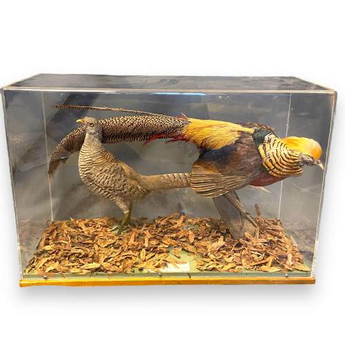 Museum Taxidermy Pair of Golden Pheasants image-1