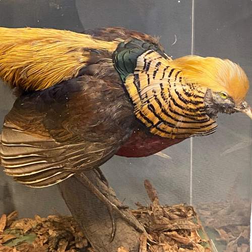 Museum Taxidermy Pair of Golden Pheasants image-2