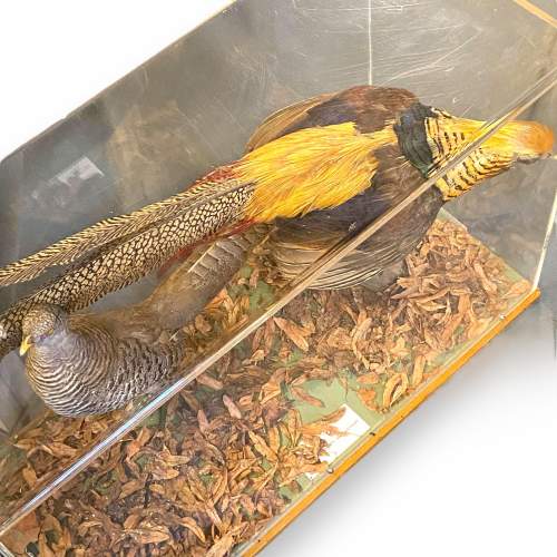 Museum Taxidermy Pair of Golden Pheasants image-4