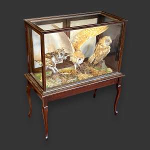 Set of Three Taxidermy Owls in Display Cabinet